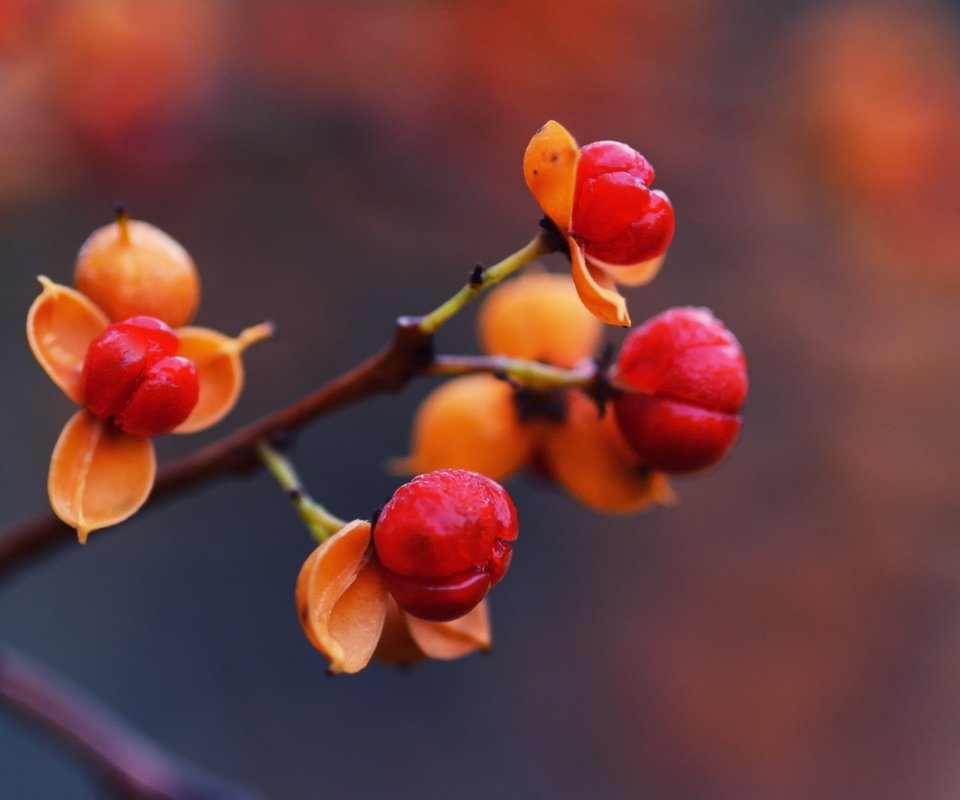 Обои ветка, природа, макро, осень, шиповник, ягоды, rose hip, branch, nature, macro, autumn, briar, berries разрешение 2048x1152 Загрузить