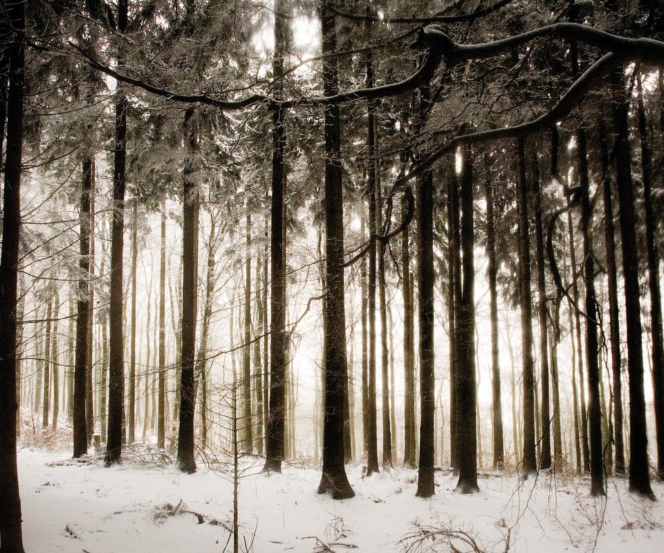 Обои деревья, снег, лес, зима, trees, snow, forest, winter разрешение 2560x1600 Загрузить