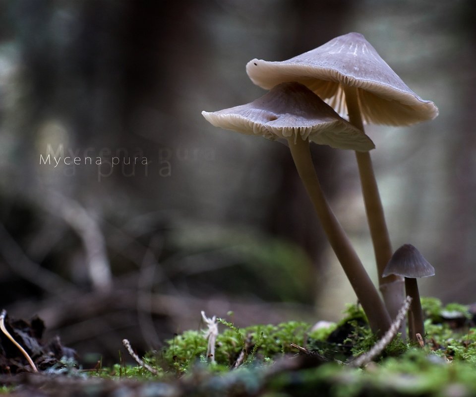 Обои природа, макро, грибы, mycena pura, nature, macro, mushrooms разрешение 1920x1213 Загрузить