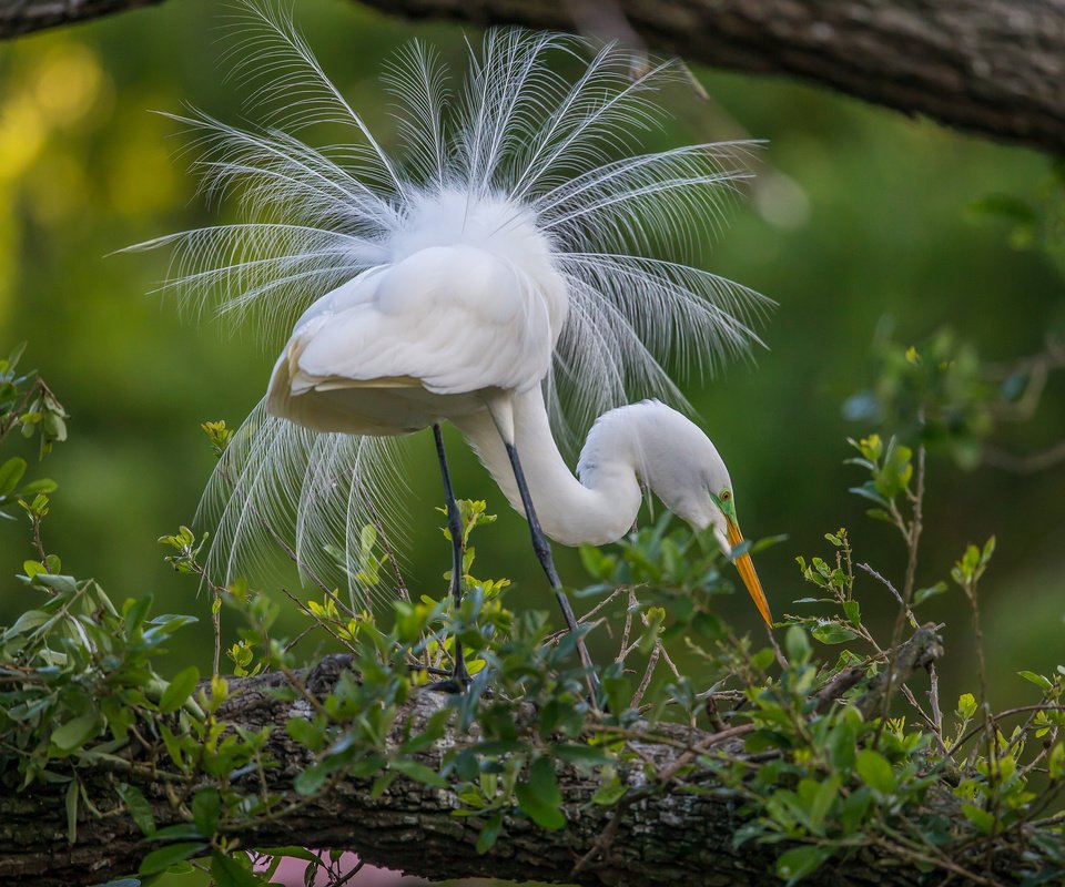 Обои природа, птица, перья, хвост, цапля, птаха, белая цапля, nature, bird, feathers, tail, heron, white egret разрешение 2048x1365 Загрузить