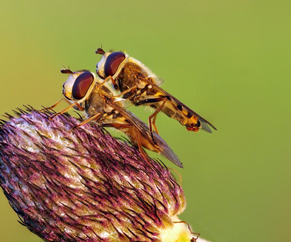 Обои макро, насекомое, цветок, насекомые, весна, ziva & amir, журчалки, macro, insect, flower, insects, spring, hoverflies разрешение 4403x2737 Загрузить