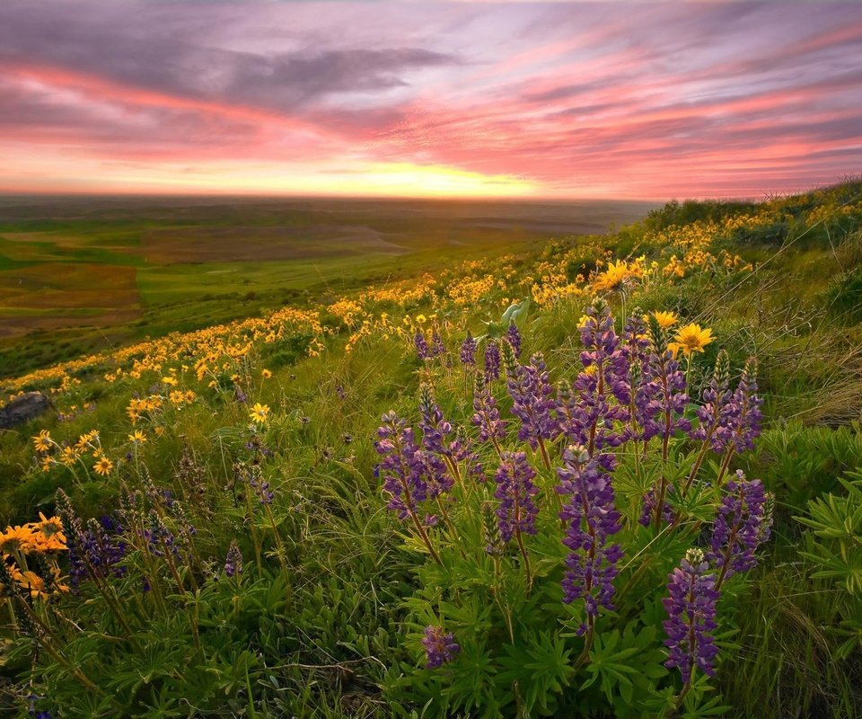 Обои природа, пейзаж, поле, луг, цветы.закат, nature, landscape, field, meadow, flowers.sunset разрешение 1920x1200 Загрузить