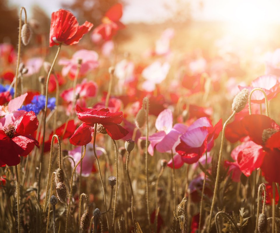 Обои цветы, природа, красные, маки, васильки, flowers, nature, red, maki, cornflowers разрешение 2048x1365 Загрузить