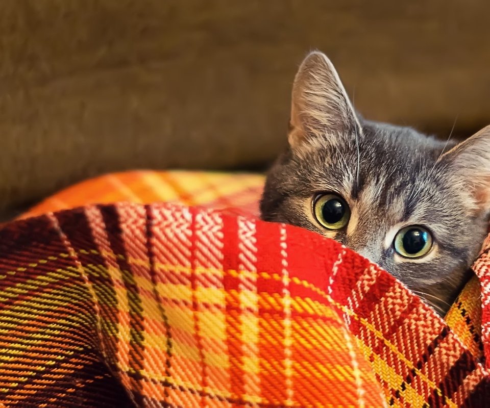 Обои кот, шерсть, взгляд, одеяло, плед, cat, wool, look, blanket, plaid разрешение 2000x1126 Загрузить