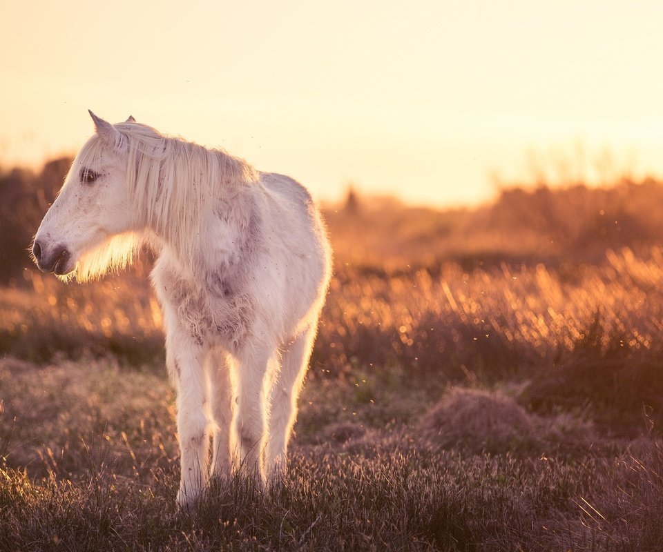 Обои свет, лошадь, природа, конь, light, horse, nature разрешение 2048x1203 Загрузить