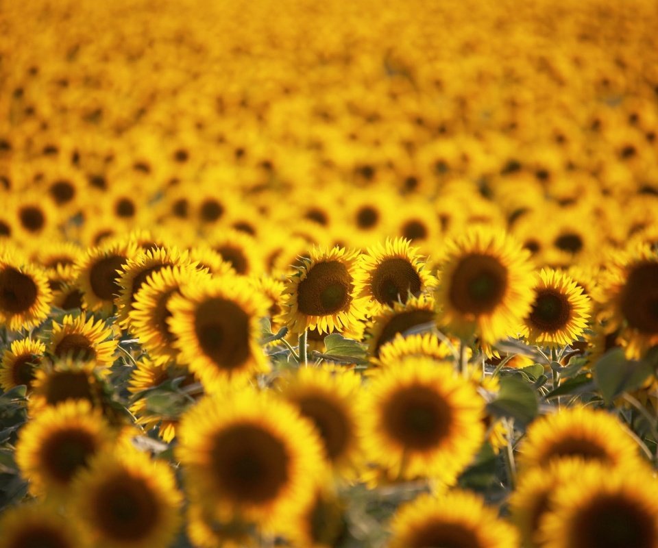 Обои цветы, поле, лето, подсолнухи, желтые, flowers, field, summer, sunflowers, yellow разрешение 2048x1361 Загрузить