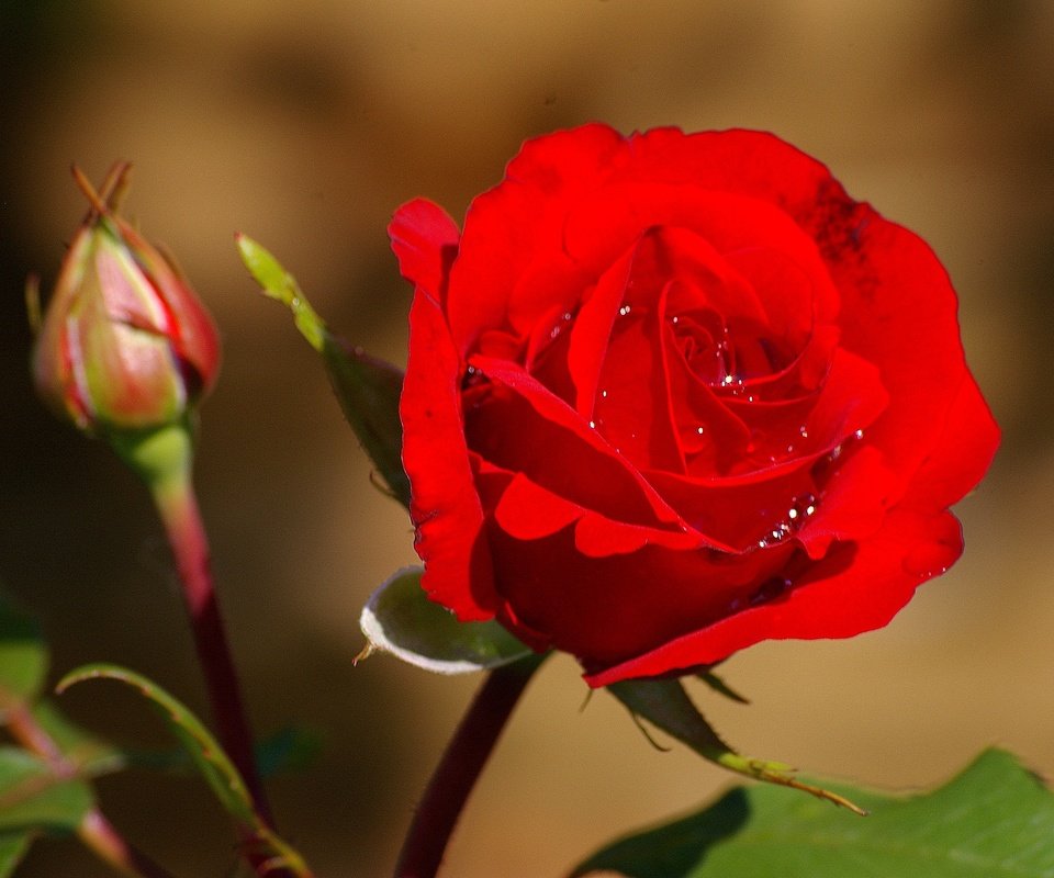 Обои цветы, макро, капли, роза, красная, бутон, flowers, macro, drops, rose, red, bud разрешение 2048x1362 Загрузить