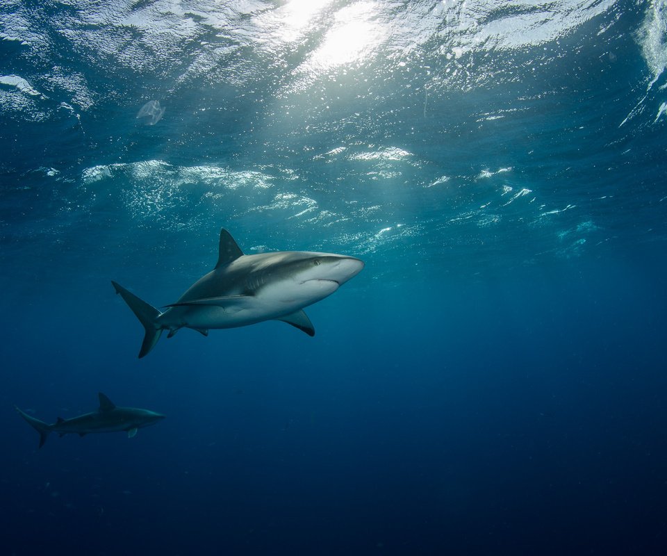 Обои море, под водой, лучи света, две, акулы, плывут, sea, under water, rays of light, two, sharks, float разрешение 2000x1325 Загрузить