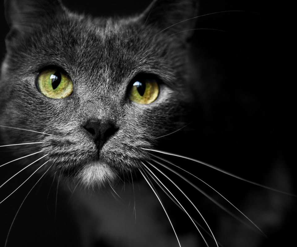 Обои глаза, морда, усы, кошка, взгляд, eyes, face, mustache, cat, look разрешение 2048x1371 Загрузить