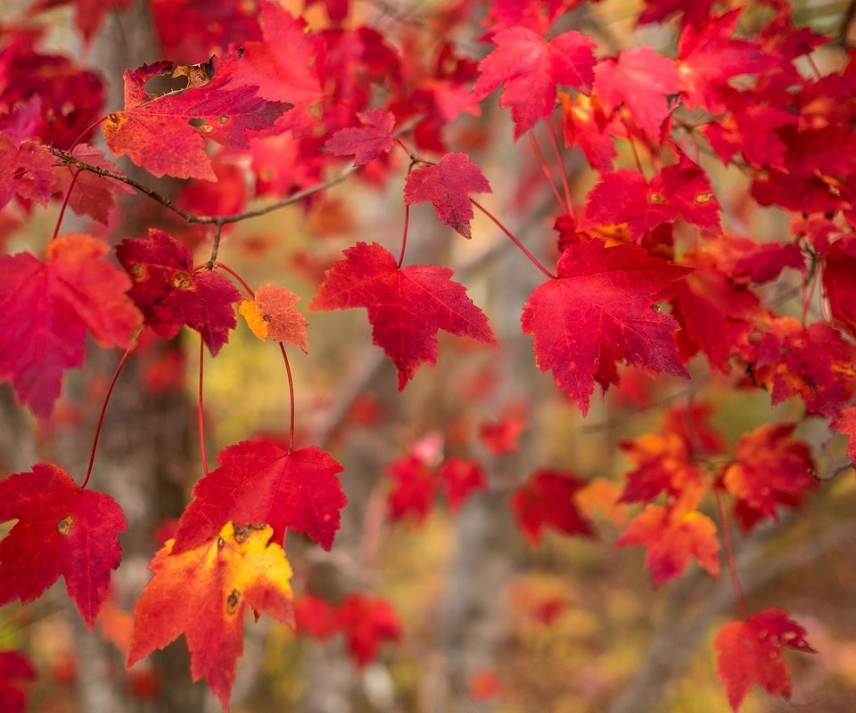 Обои природа, листья, осень, осен, nature, leaves, autumn разрешение 2595x1730 Загрузить