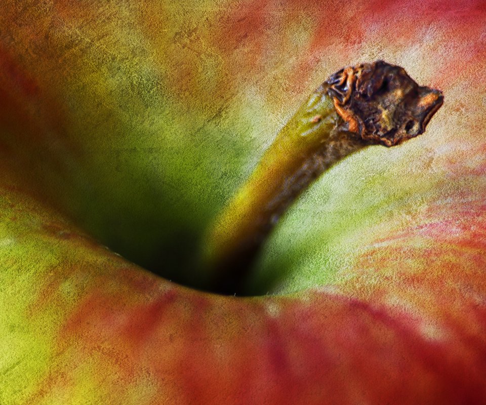 Обои макро, фрукты, плод, яблоко, хвостик, macro, fruit, the fruit, apple, ponytail разрешение 2048x1356 Загрузить