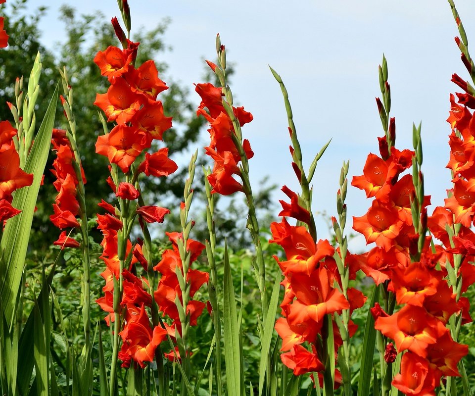 Обои цветы, трава, природа, зелень, красные, гладиолусы, gladioluses, flowers, grass, nature, greens, red, gladiolus разрешение 2900x1920 Загрузить