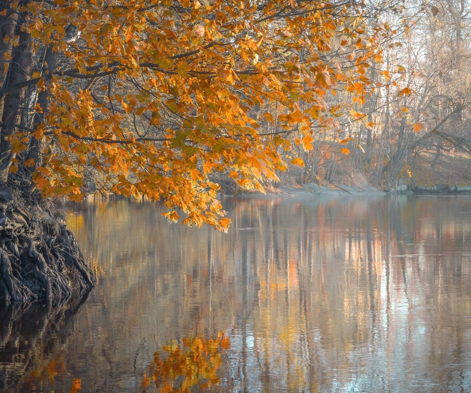 Обои деревья, река, листья, утро, туман, осень, trees, river, leaves, morning, fog, autumn разрешение 2048x1367 Загрузить
