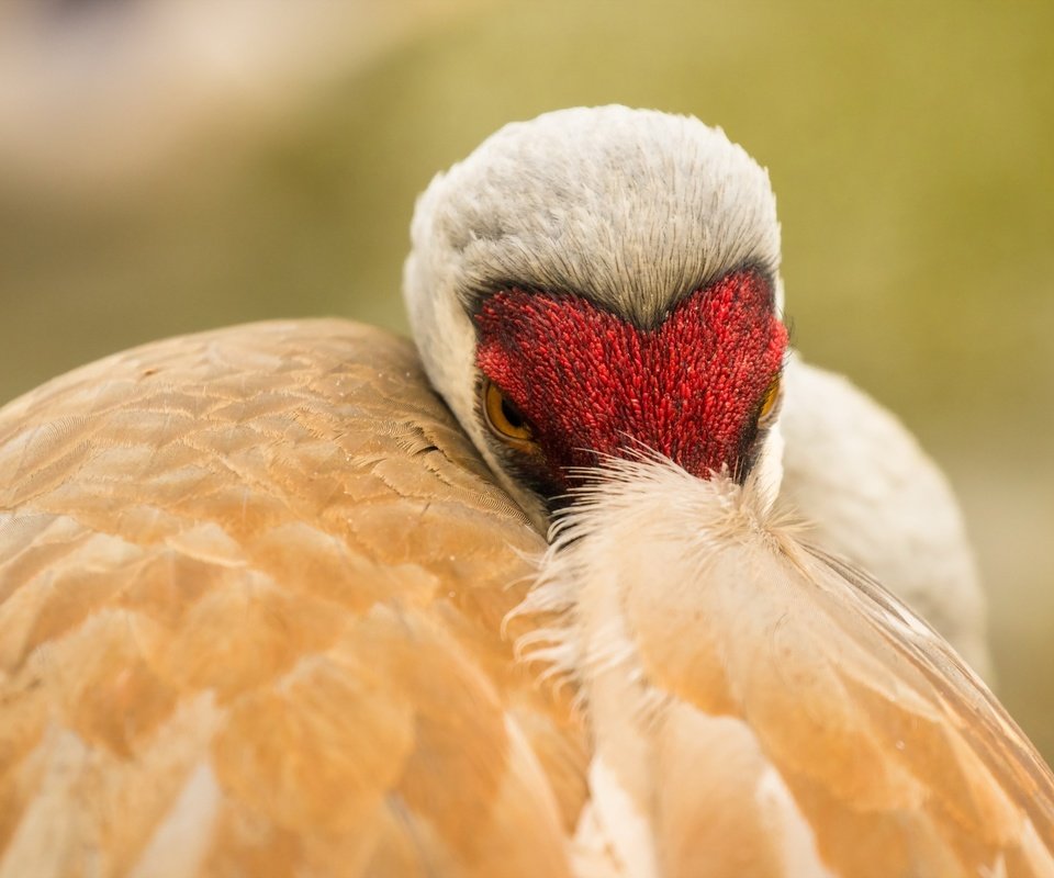 Обои природа, птица, клюв, перья, журавль, sandhill crane, nature, bird, beak, feathers, crane разрешение 2560x1707 Загрузить