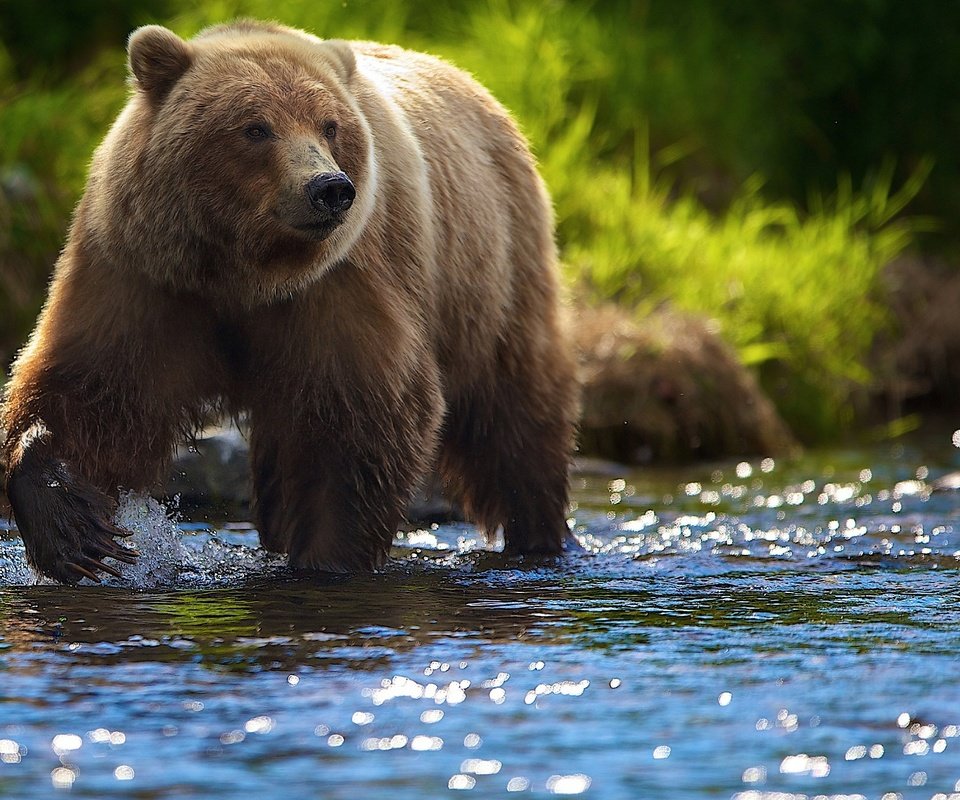 Обои река, солнце, лето, медведь, блики, гризли, river, the sun, summer, bear, glare, grizzly разрешение 2048x1364 Загрузить