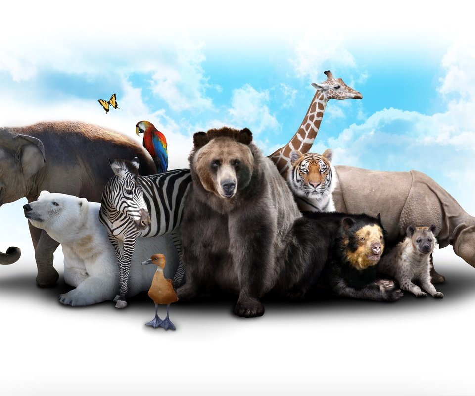 Обои тигр, жираф, небо, попугай, облака, звери, зебра, белый медведь, слон, утка, медведь, коала, бабочка, гиена, носорог, tiger, giraffe, the sky, parrot, clouds, animals, zebra, polar bear, elephant, duck, bear, koala, butterfly, hyena, rhino разрешение 4000x2600 Загрузить
