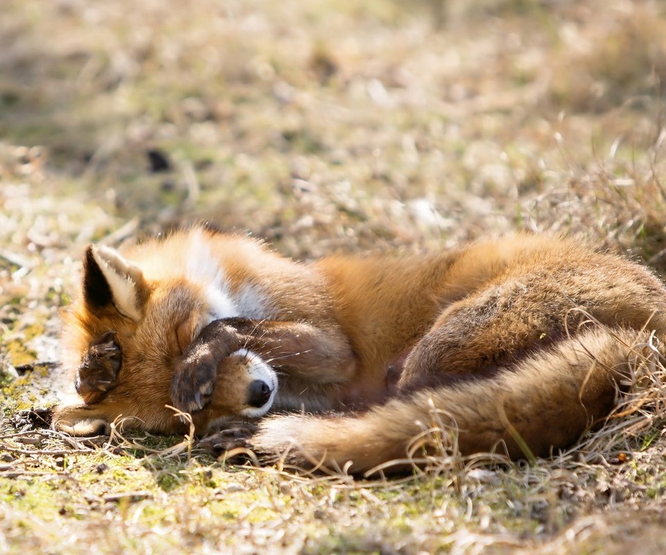 Обои трава, природа, фон, лиса, лисица, сухая, grass, nature, background, fox, dry разрешение 2053x1080 Загрузить