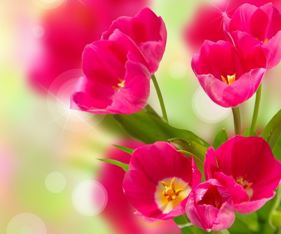 Обои цветы, весна, тюльпаны, flowers, spring, tulips разрешение 2048x1476 Загрузить