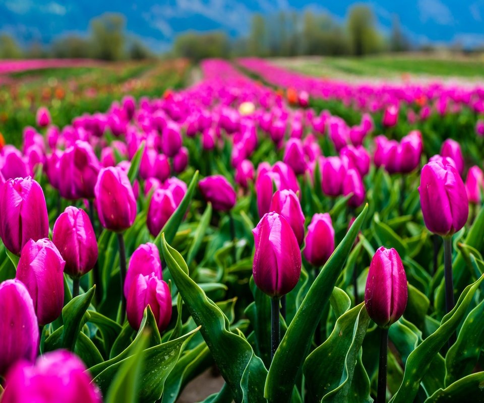 Обои цветы, природа, поле, тюльпаны, flowers, nature, field, tulips разрешение 2048x1367 Загрузить