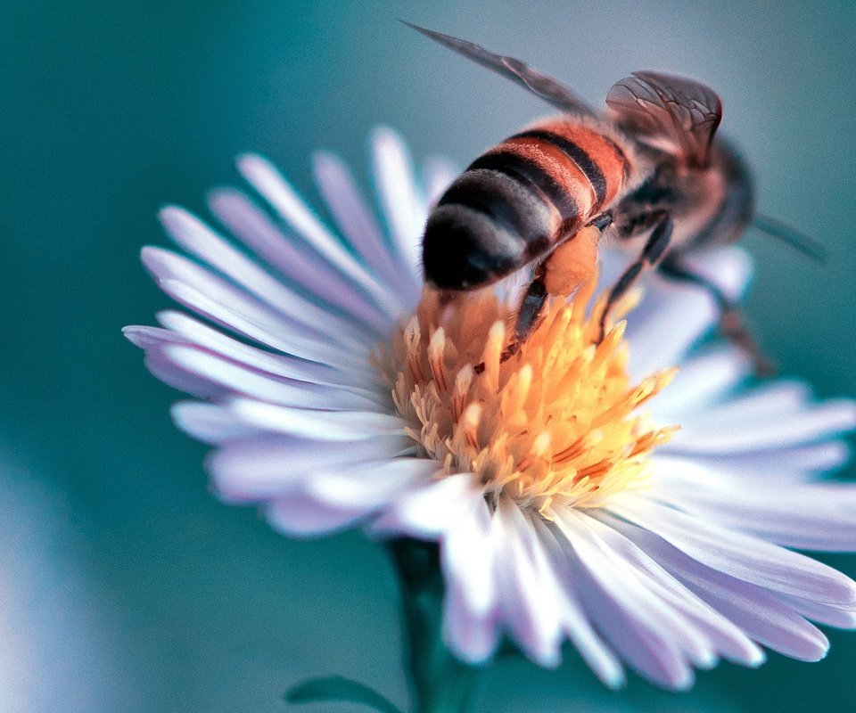 Обои макро, насекомое, цветок, пчела, маргаритка, danny perez photography, macro, insect, flower, bee, daisy разрешение 2048x1371 Загрузить