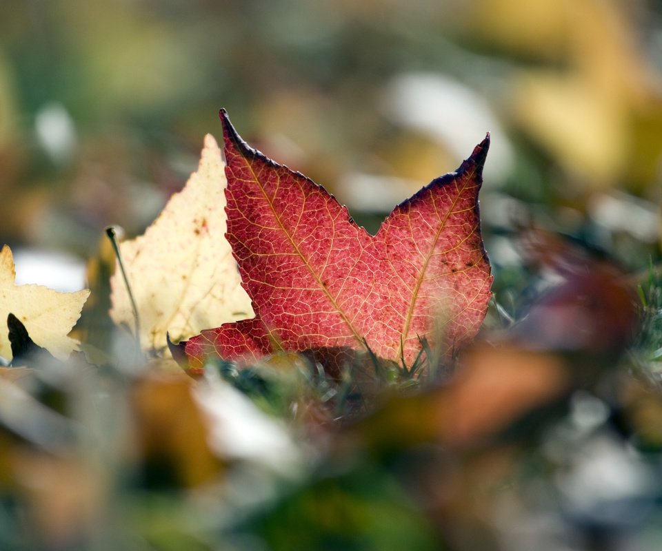 Обои природа, листья, макро, листва, осень, nature, leaves, macro, foliage, autumn разрешение 4064x2709 Загрузить