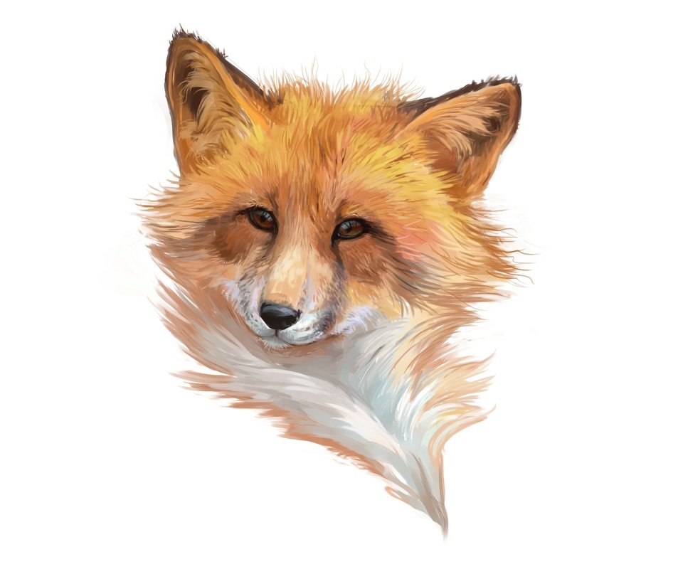 Обои морда, арт, лиса, минимализм, лисица, белый фон, лис, face, art, fox, minimalism, white background разрешение 9600x6000 Загрузить