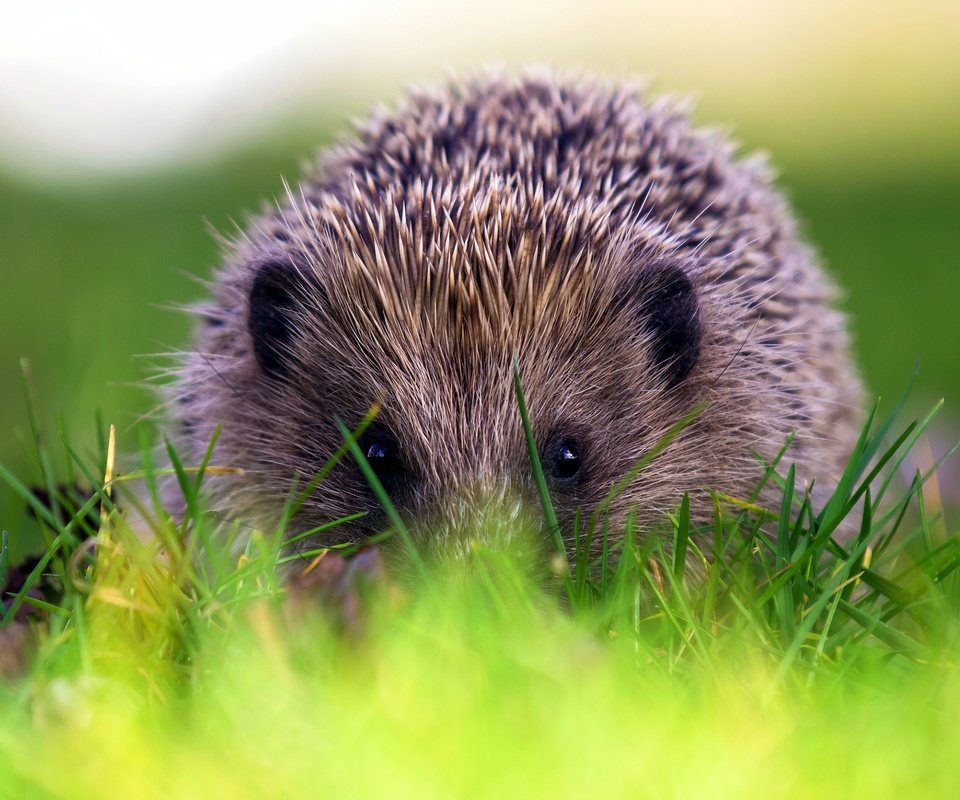 Обои трава, природа, фон, ежик, еж, grass, nature, background, hedgehog разрешение 2563x1658 Загрузить