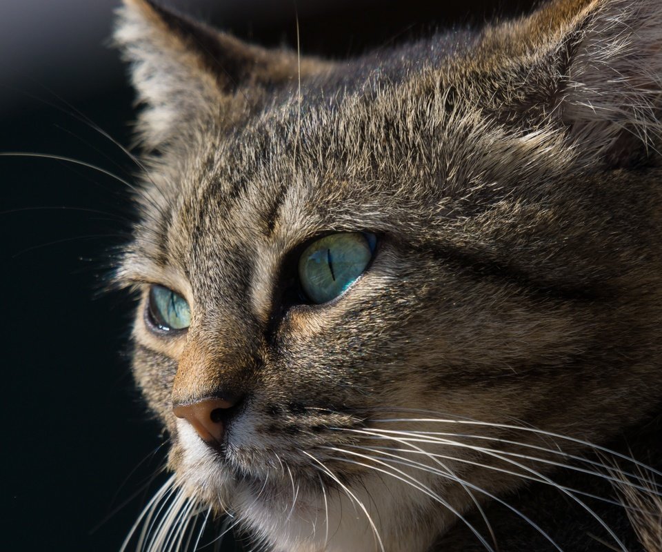 Обои глаза, морда, кот, усы, кошка, взгляд, черный фон, eyes, face, cat, mustache, look, black background разрешение 2048x1365 Загрузить