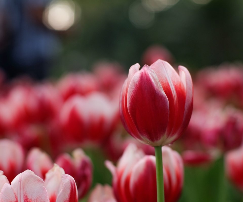 Обои цветы, лепестки, весна, тюльпаны, flowers, petals, spring, tulips разрешение 4896x3264 Загрузить