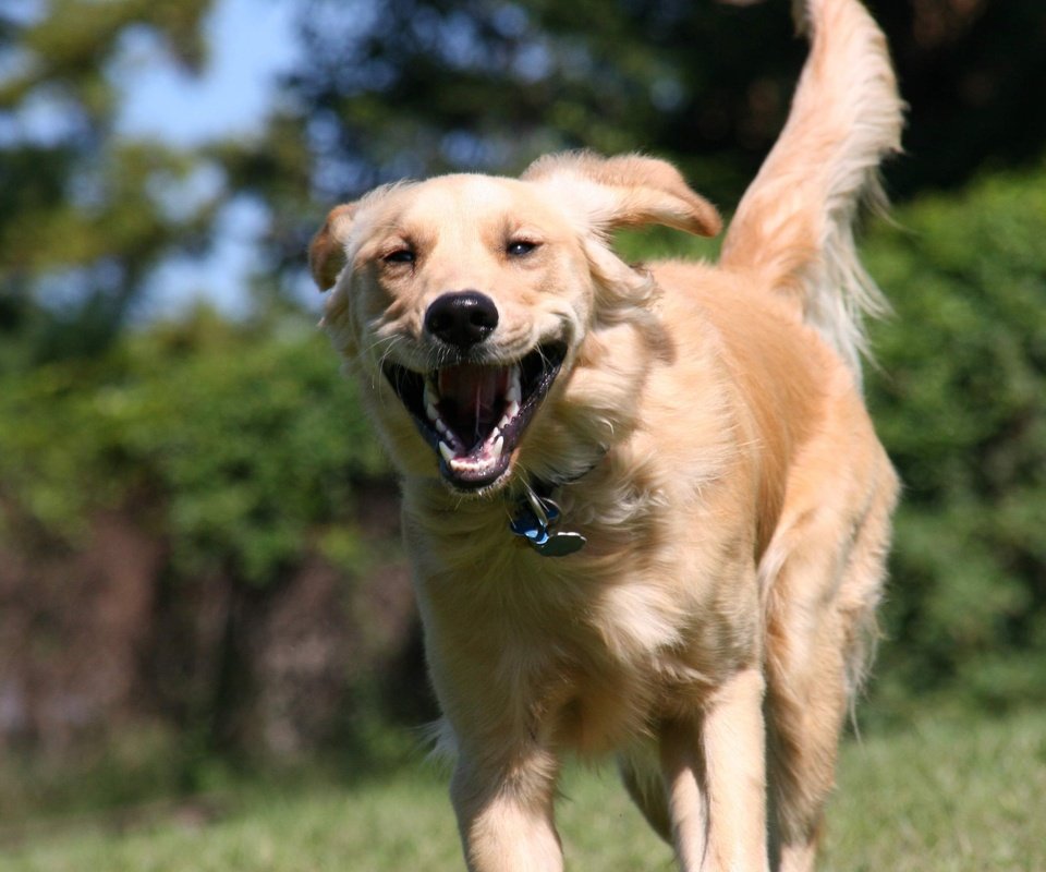 Обои собака, друг, бежит, ретривер, dog, each, runs, retriever разрешение 2560x1600 Загрузить