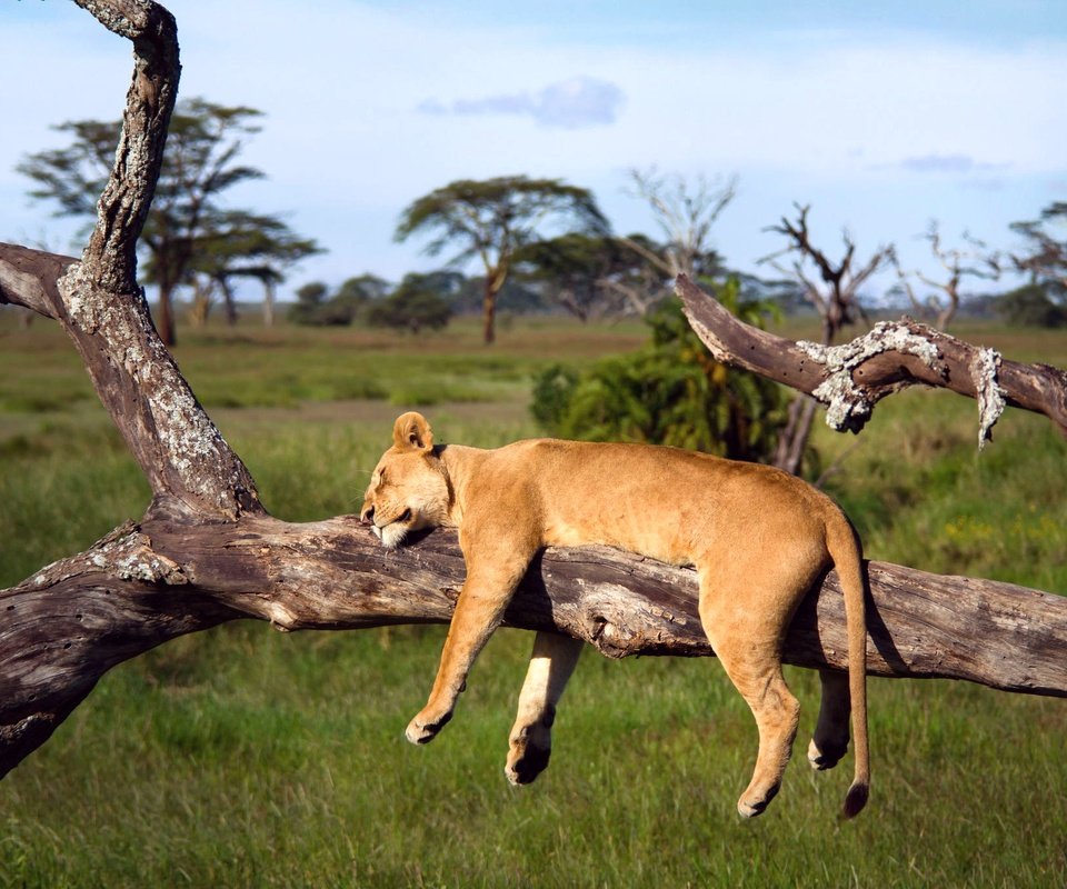 Обои дерево, спит, африка, лев, львица, серенгети, танзания, tree, sleeping, africa, leo, lioness, serengeti, tanzania разрешение 2048x1365 Загрузить