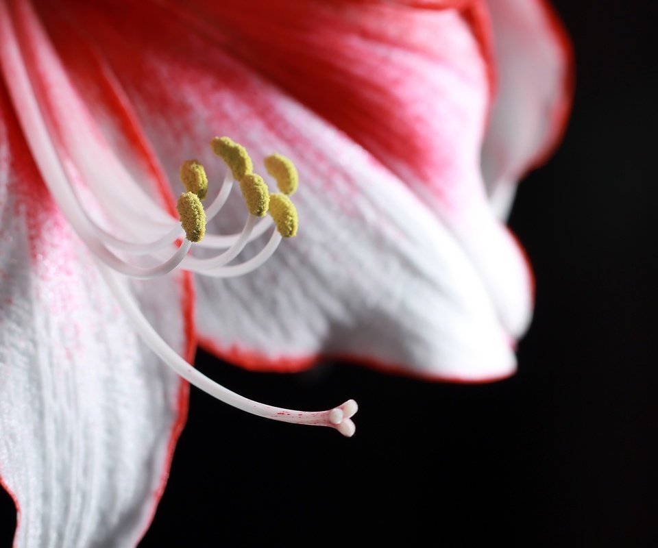 Обои макро, цветок, лепестки, красный, белый, лилия, темный фон, macro, flower, petals, red, white, lily, the dark background разрешение 2048x1365 Загрузить