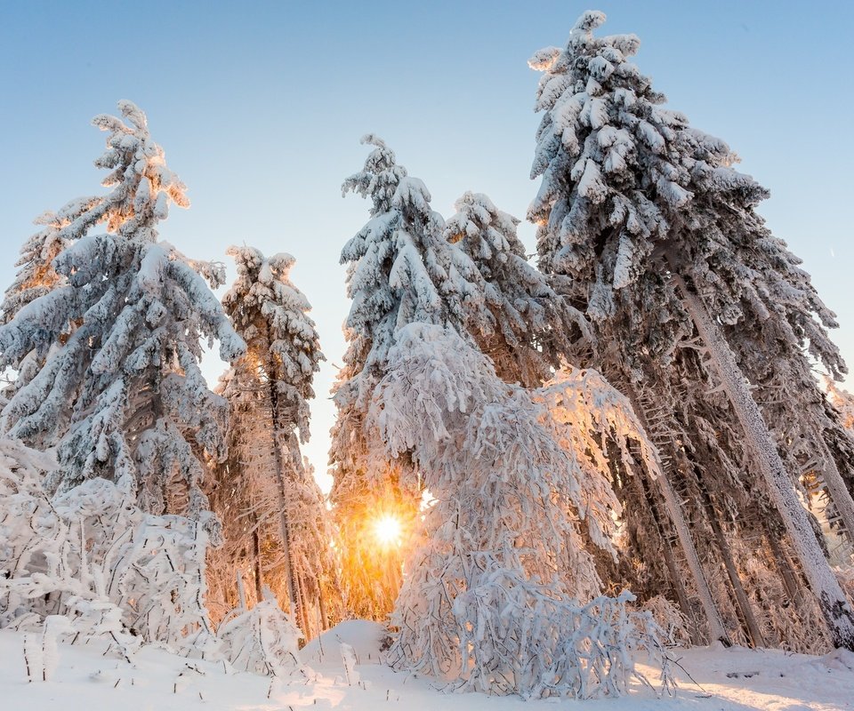 Обои свет, деревья, солнце, снег, природа, лес, зима, light, trees, the sun, snow, nature, forest, winter разрешение 2048x1365 Загрузить