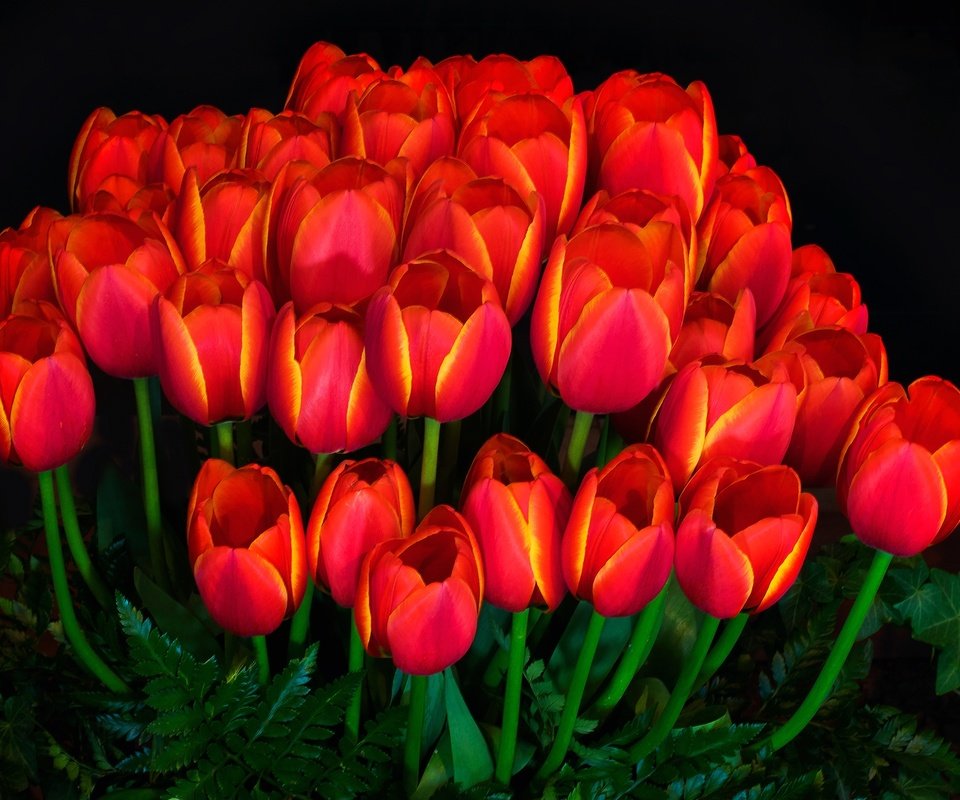 Обои свет, фон, лепестки, сад, тюльпаны, light, background, petals, garden, tulips разрешение 2048x1368 Загрузить