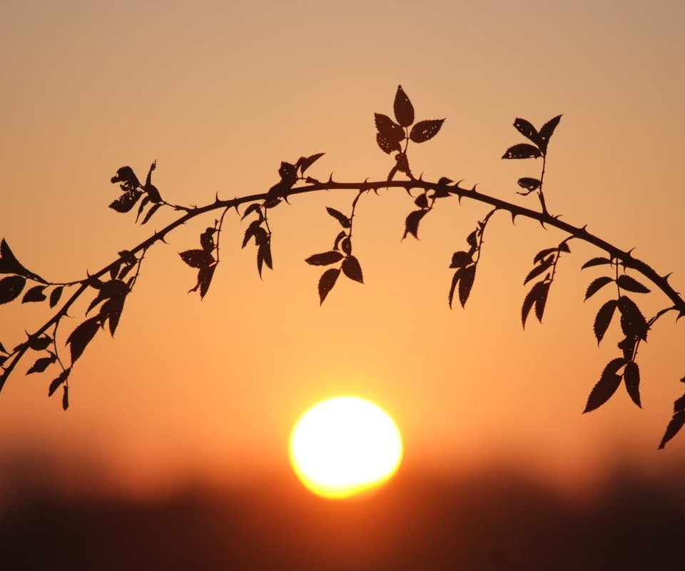 Обои ветка, солнце, листья, закат, стебель, боке, branch, the sun, leaves, sunset, stem, bokeh разрешение 4896x3264 Загрузить