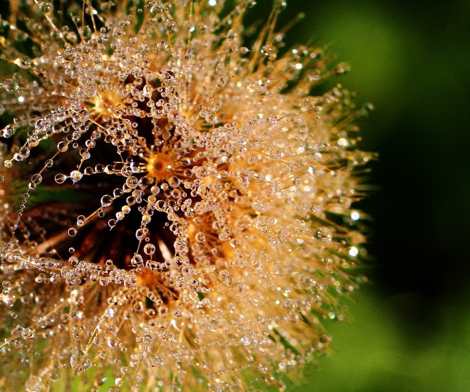 Обои макро, цветок, роса, капли, воды, одуванчик, пушинки, lorraine, росинки, dewdrops, macro, flower, rosa, drops, water, dandelion, fuzzes разрешение 1920x1476 Загрузить