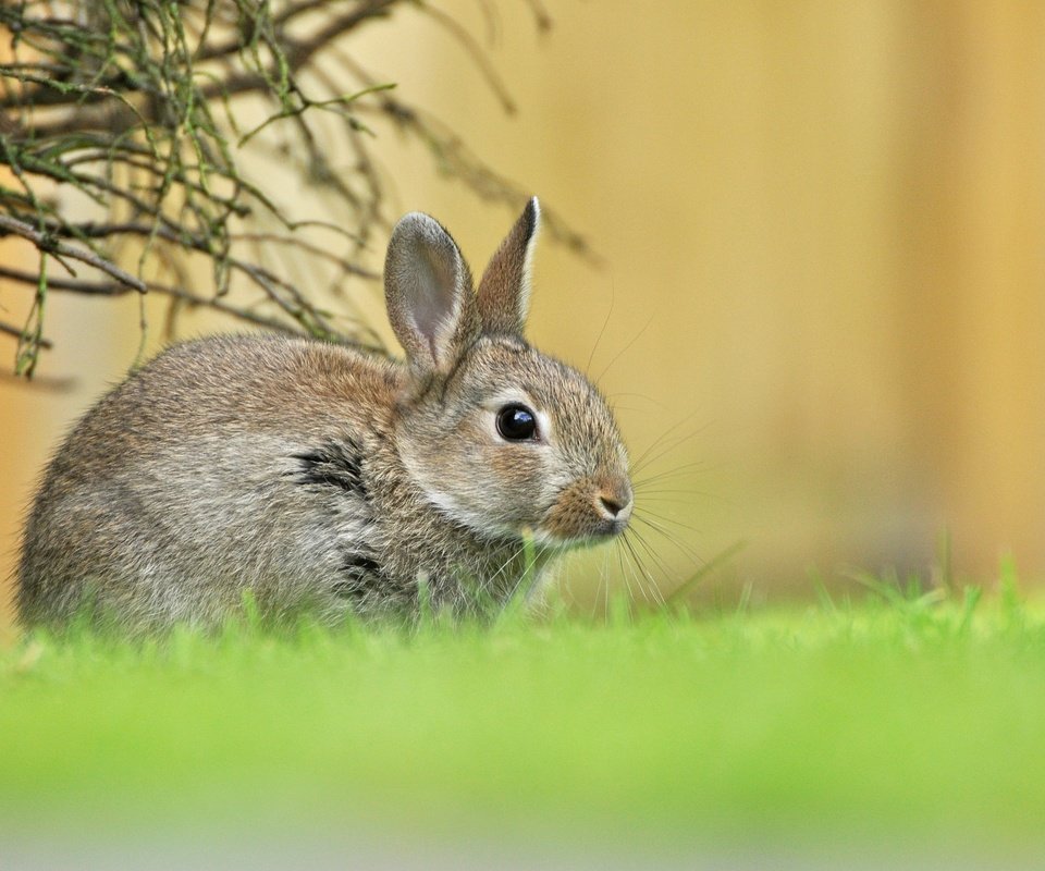 Обои трава, зелень, весна, малыш, заяц, зайчонок, grass, greens, spring, baby, hare разрешение 2048x1366 Загрузить