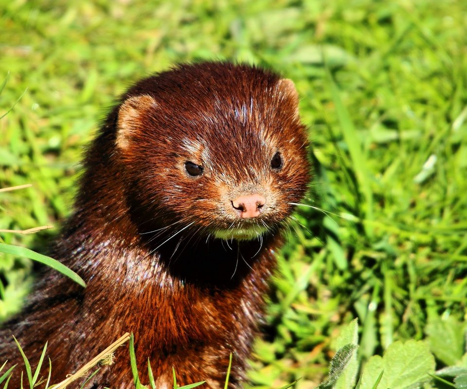 Обои морда, трава, взгляд, животное, мех, норка, face, grass, look, animal, fur, st. разрешение 2048x1365 Загрузить