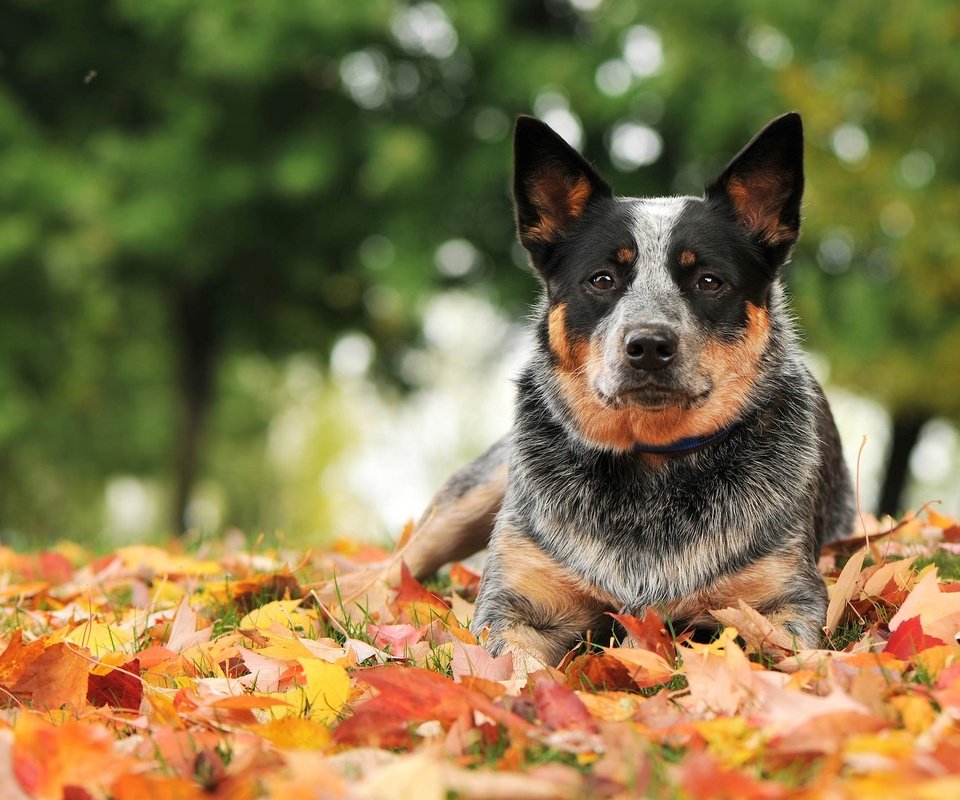 Обои листья, взгляд, осень, собака, австралийская пастушья, leaves, look, autumn, dog, australian cattle разрешение 2048x1365 Загрузить