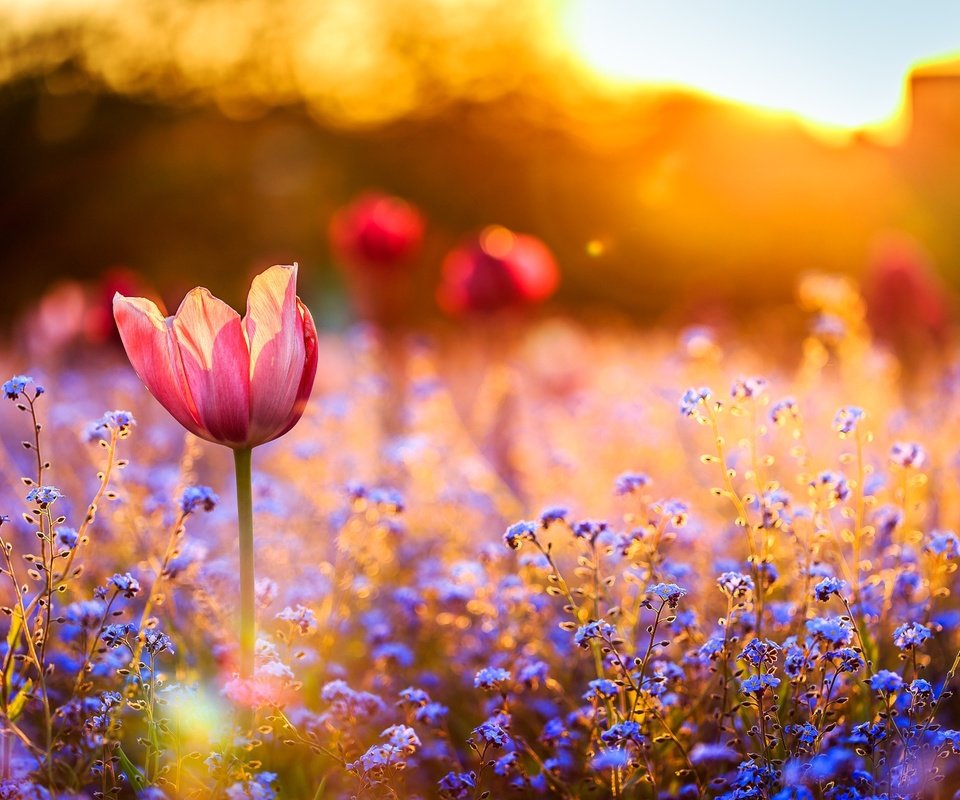 Обои цветы, закат, поле, тюльпан, незабудки, полевые, flowers, sunset, field, tulip, forget-me-nots разрешение 2048x1365 Загрузить