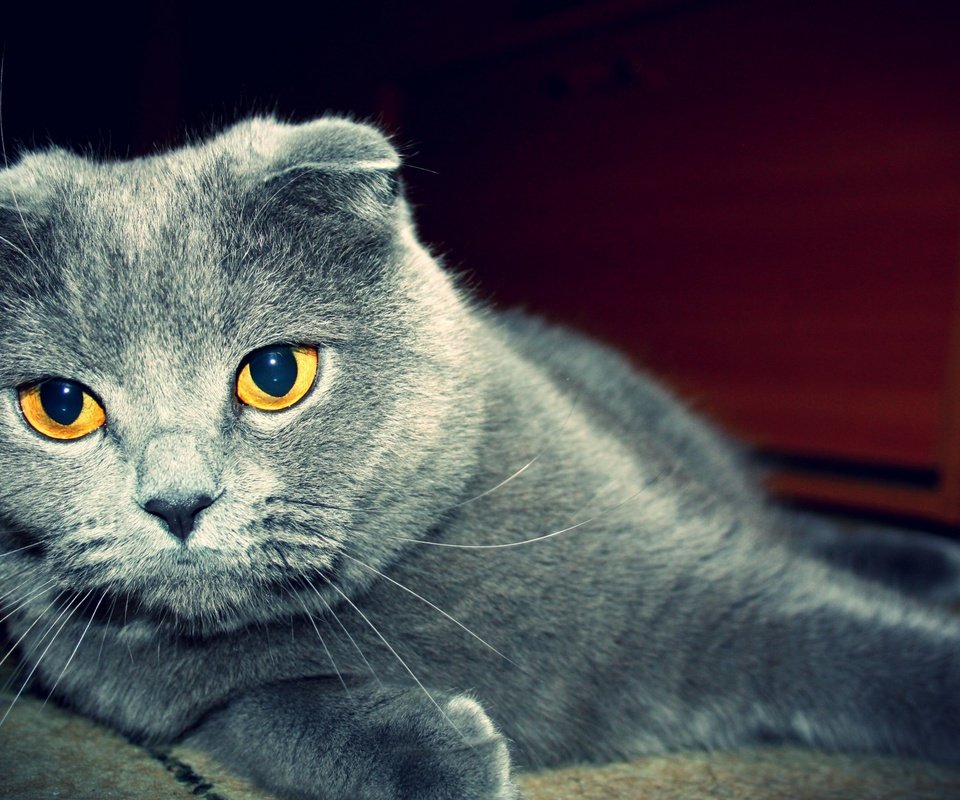 Обои глаза, кот, кошка, шотландская, вислоухая, eyes, cat, scottish, fold разрешение 2560x1600 Загрузить