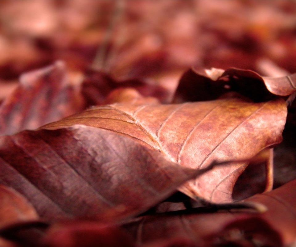 Обои природа, листья, макро, осень, сухие, осенние, nature, leaves, macro, autumn, dry разрешение 2560x1600 Загрузить