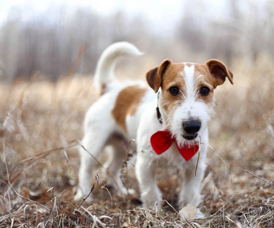 Обои природа, взгляд, собака, джек-рассел-терьер, nature, look, dog, jack russell terrier разрешение 2048x1365 Загрузить