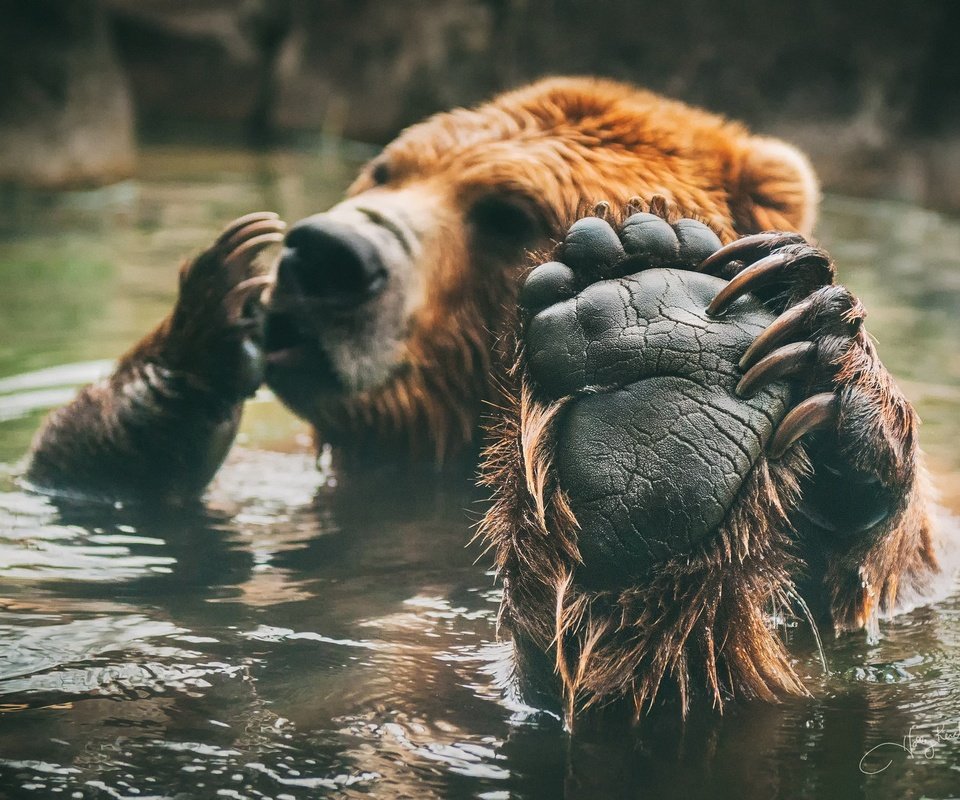 Обои медведь, купание, лапа, бурый, bear, bathing, paw, brown разрешение 2048x1381 Загрузить