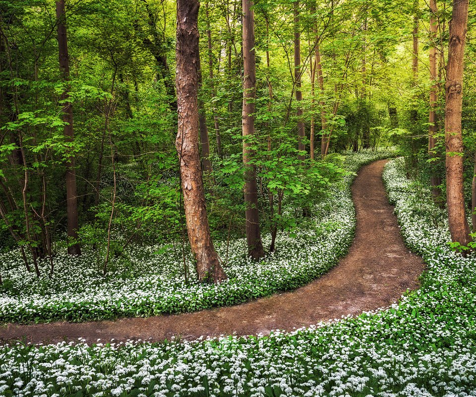 Обои дорога, цветы, деревья, лес, road, flowers, trees, forest разрешение 1920x1080 Загрузить