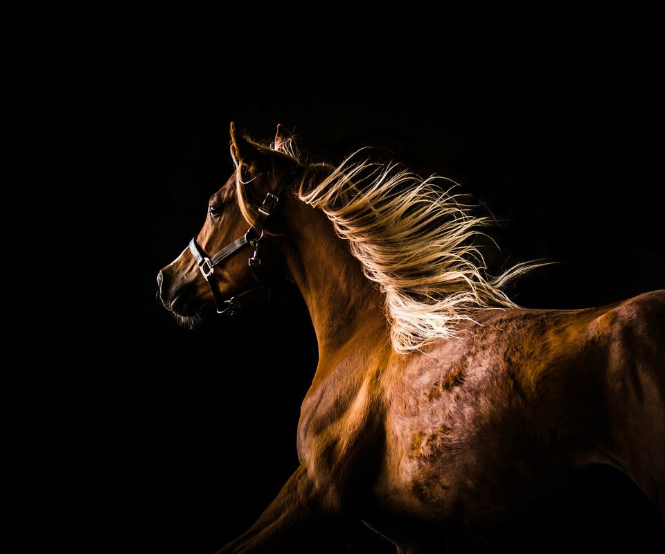 Обои лошадь, профиль, темный фон, конь, грива, бег, horse, profile, the dark background, mane, running разрешение 2048x1420 Загрузить
