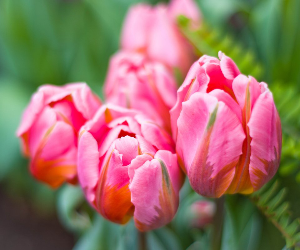 Обои цветы, лепестки, весна, тюльпаны, flowers, petals, spring, tulips разрешение 2048x1512 Загрузить