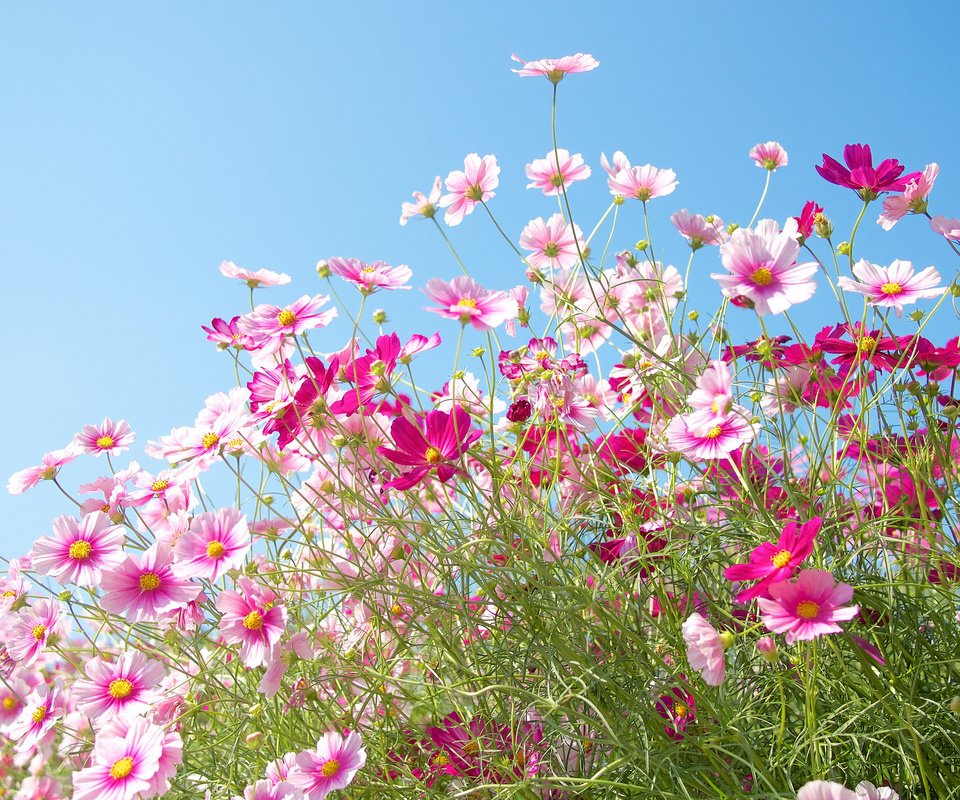 Обои небо, цветы, природа, поле, лепестки, луг, космея, the sky, flowers, nature, field, petals, meadow, kosmeya разрешение 2048x1365 Загрузить