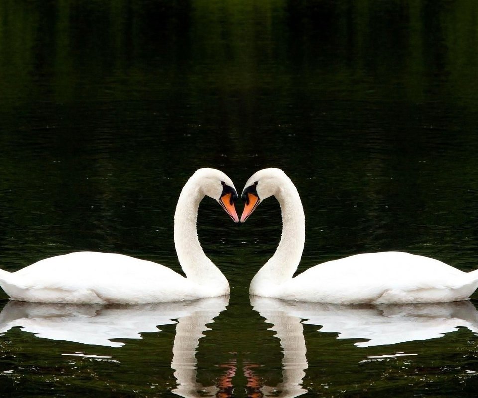 Обои вода, лебеди, озеро, вместе, отражение, белые лебеди, сердце, птицы, любовь, романтично, два, water, swans, lake, together, reflection, white swans, heart, birds, love, romantic, two разрешение 1920x1080 Загрузить