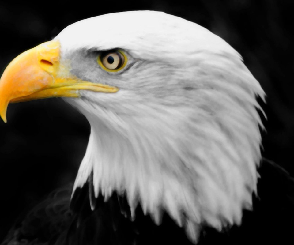 Обои птица, клюв, белоголовый орлан, хищная, bird, beak, bald eagle, predatory разрешение 1920x1200 Загрузить